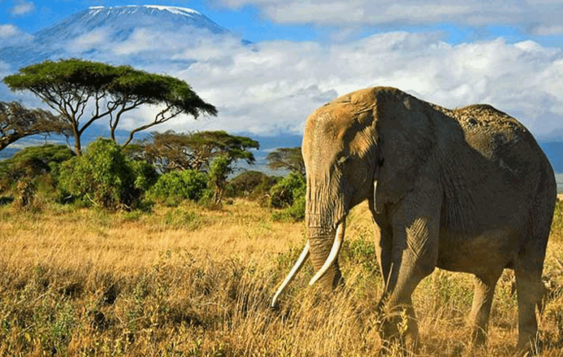 Kenya 10 Days Safari Package