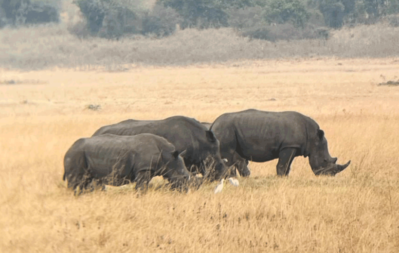 3 Day Wildlife Tour in Uganda