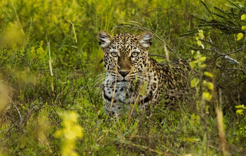 Uganda 5 Day Wildlife Tour