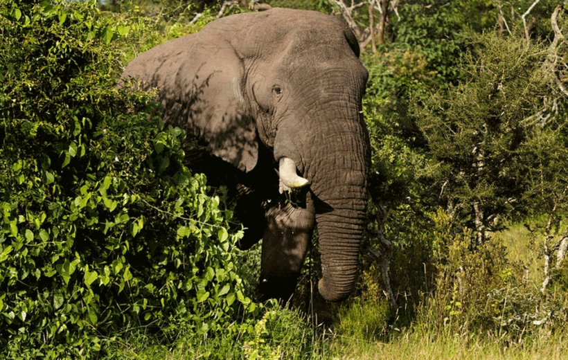 Tanzania 10-Day Wildlife Safari