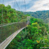 A Canopy Walk Adventure in Nyungwe National Park