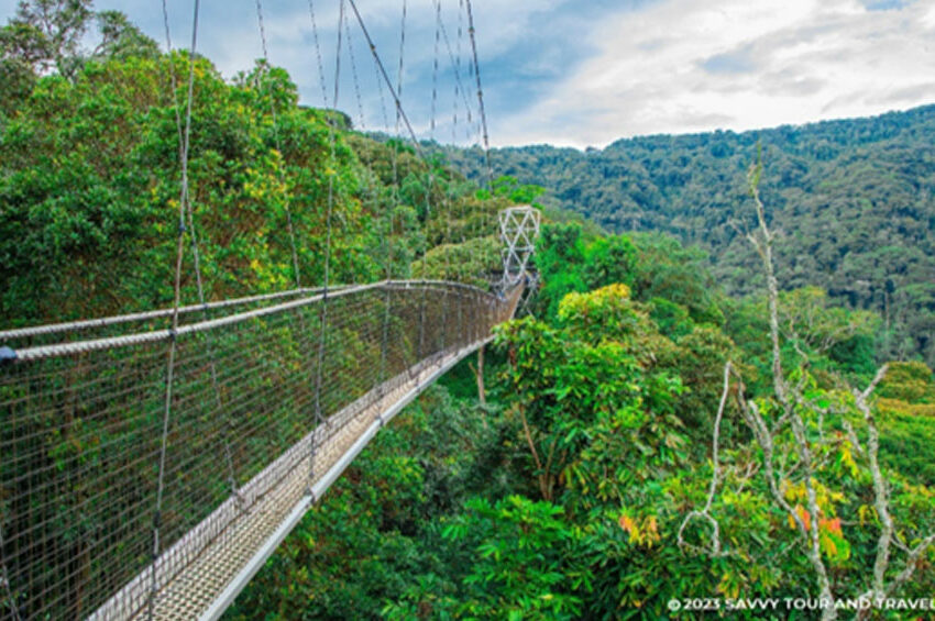 A Canopy Walk Adventure in Nyungwe National Park