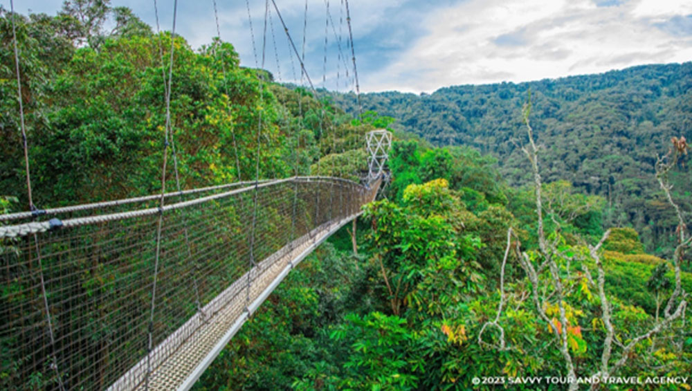 A Canopy Walk Adventure in Nyungwe National Park