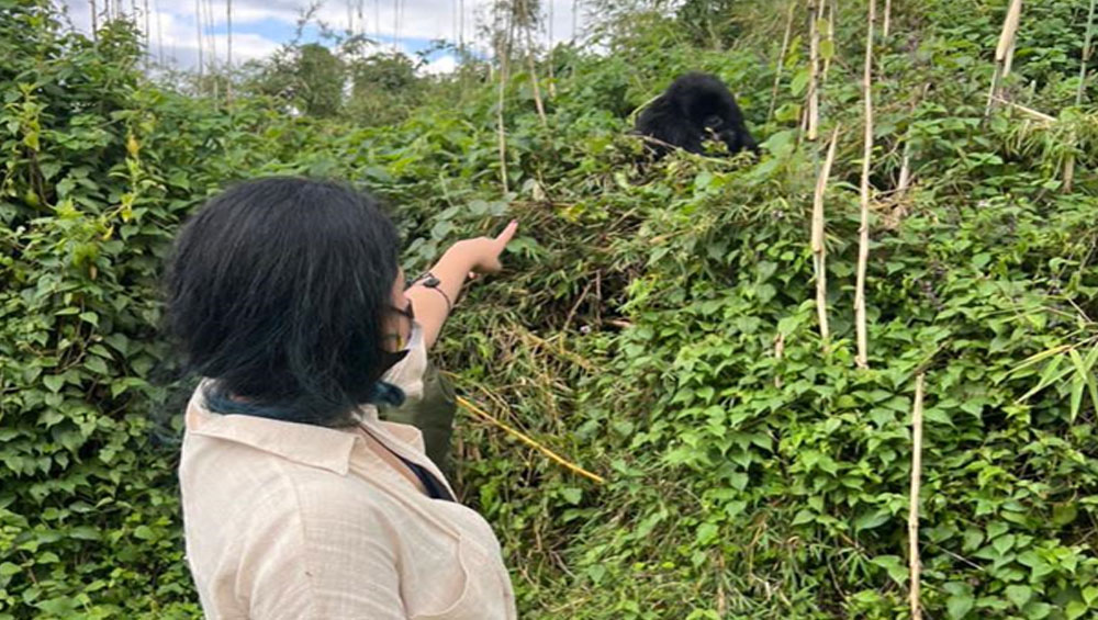 Unveiling the Mystique: Gorilla Trekking Adventure in Rwanda