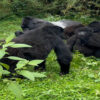 Unveiling the Mystique: Gorilla Trekking Adventure in Rwanda