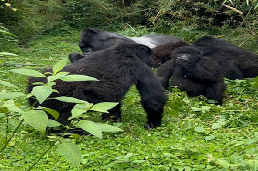 Unveiling the Mystique: Gorilla Trekking Adventure in Rwanda