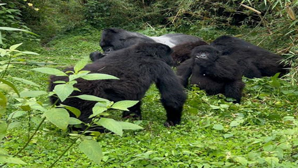 Unveiling the Mystique: Gorilla Trekking Adventure in Rwanda